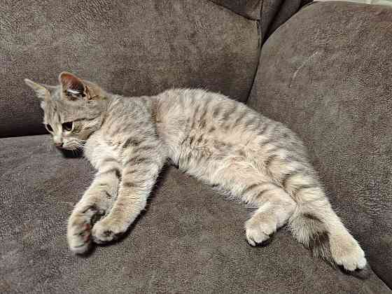 Отдам котят в добрые руки Макеевка