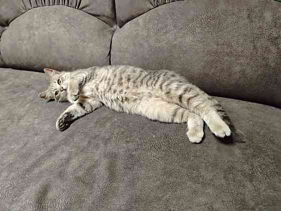 Отдам котят в добрые руки Макеевка