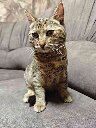 Отдам котят в добрые руки Макеевка