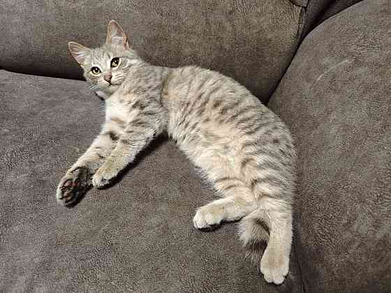 Отдам котят в добрые руки Макеевка