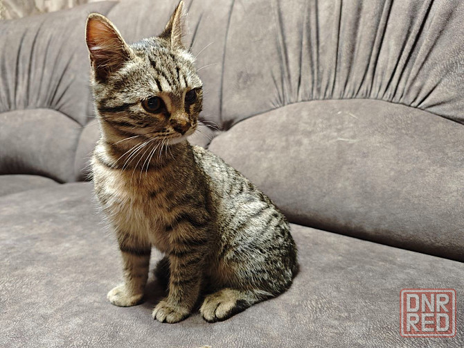 Отдам котят в добрые руки Макеевка - изображение 7