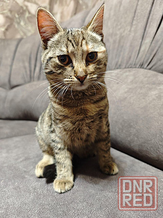 Отдам котят в добрые руки Макеевка - изображение 6