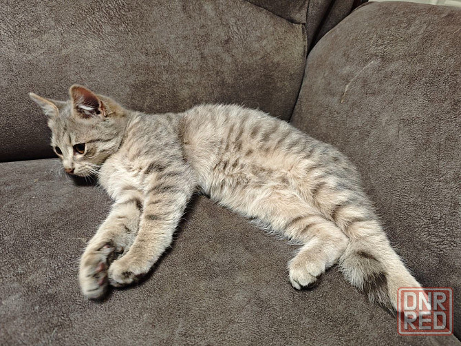 Отдам котят в добрые руки Макеевка - изображение 3