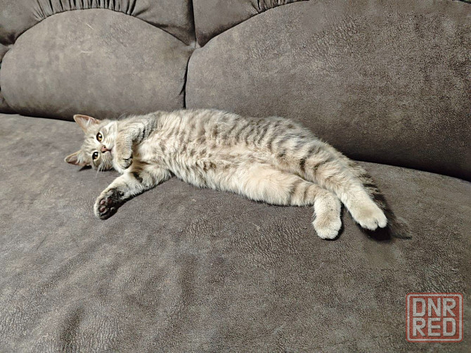 Отдам котят в добрые руки Макеевка - изображение 4