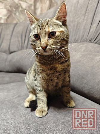 Отдам котят в добрые руки Макеевка - изображение 1