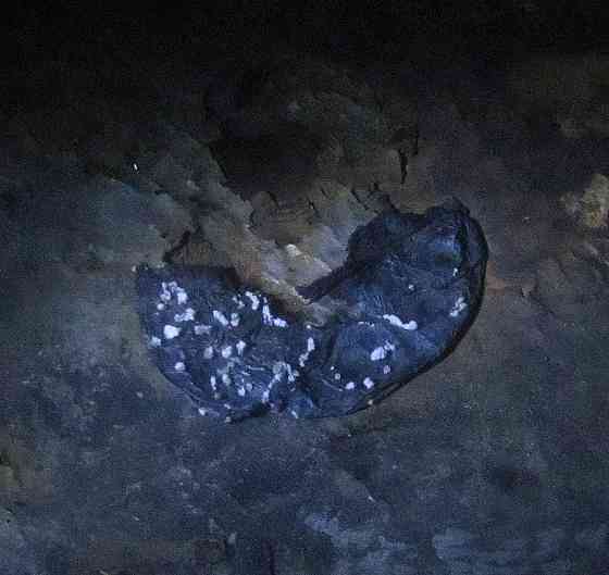 Все виды "Venus as a Boy" Донецк