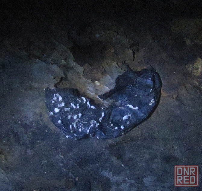 Все виды "Venus as a Boy" Донецк - изображение 1