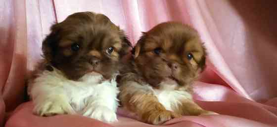 Милые кнопочки Донецк