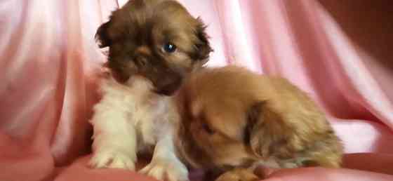 Милые кнопочки Донецк