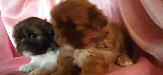 Милые кнопочки Донецк