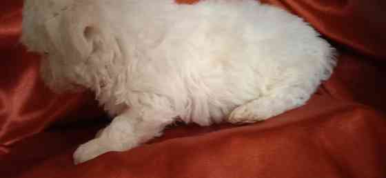 Мальчик, Вести Донецк