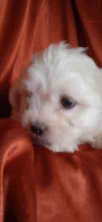 Мальчик, Вести Донецк