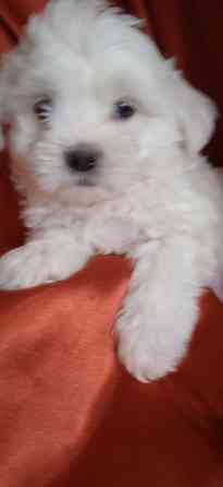 Мальчик, Вести Донецк