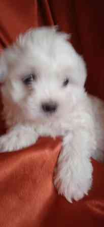 Мальчик, Вести Донецк