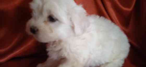 Мальчик, Вести Донецк