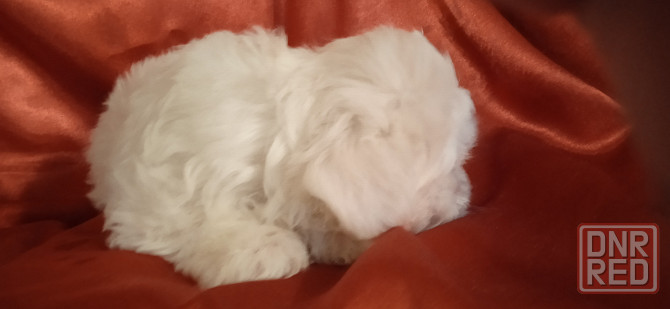 Мальчик, Вести Донецк - изображение 7