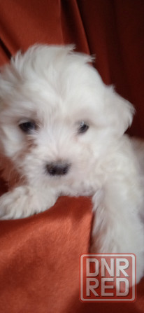 Мальчик, Вести Донецк - изображение 4