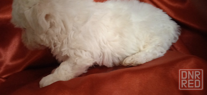 Мальчик, Вести Донецк - изображение 1