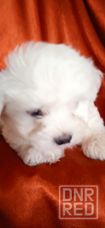 Мальчик, Вести Донецк - изображение 8