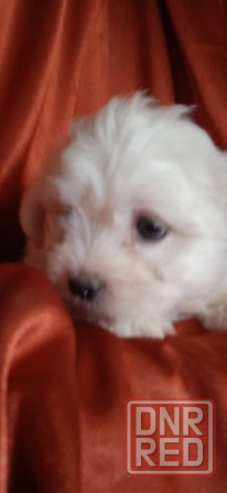 Мальчик, Вести Донецк - изображение 6