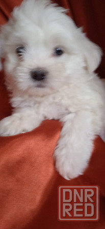 Мальчик, Вести Донецк - изображение 3