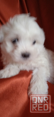 Мальчик, Вести Донецк - изображение 5