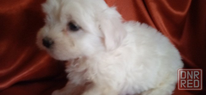 Мальчик, Вести Донецк - изображение 2