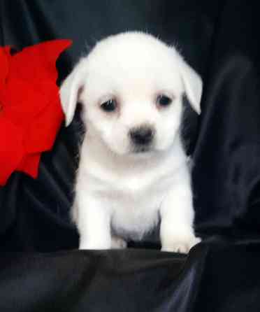 Девочка Донецк