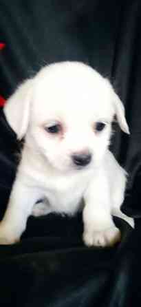 Девочка Донецк