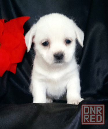 Девочка Донецк - изображение 1