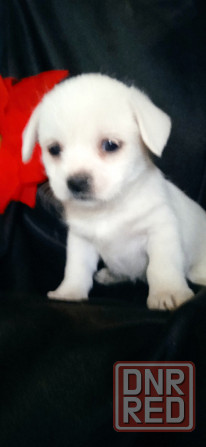 Девочка Донецк - изображение 4