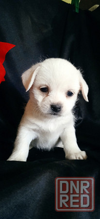 Девочка Донецк - изображение 5