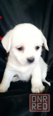 Девочка Донецк - изображение 6