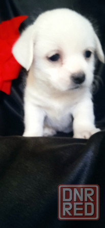 Девочка Донецк - изображение 2