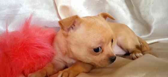 Велюровая мини Донецк