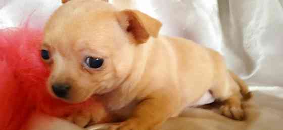 Велюровая мини Донецк