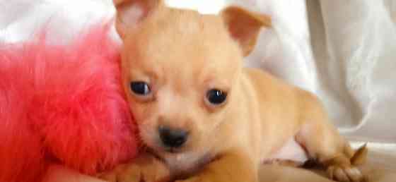 Велюровая мини Донецк