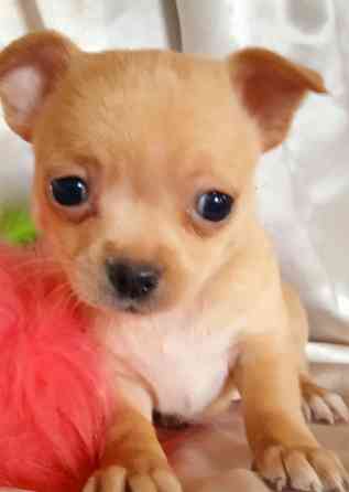 Велюровая мини Донецк