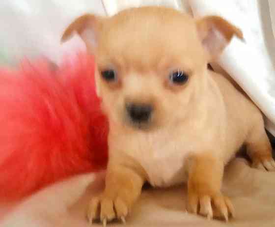 Велюровая мини Донецк