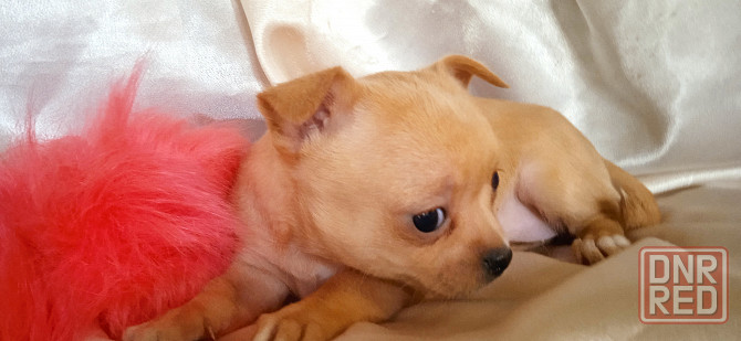 Велюровая мини Донецк - изображение 3