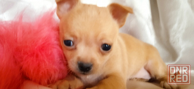 Велюровая мини Донецк - изображение 4