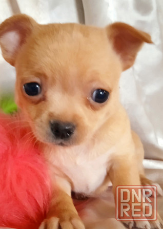 Велюровая мини Донецк - изображение 1