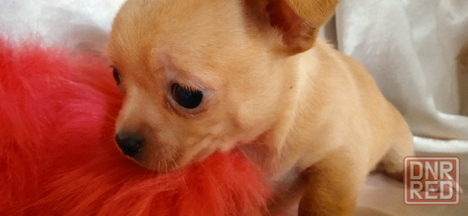 Велюровая мини Донецк - изображение 6