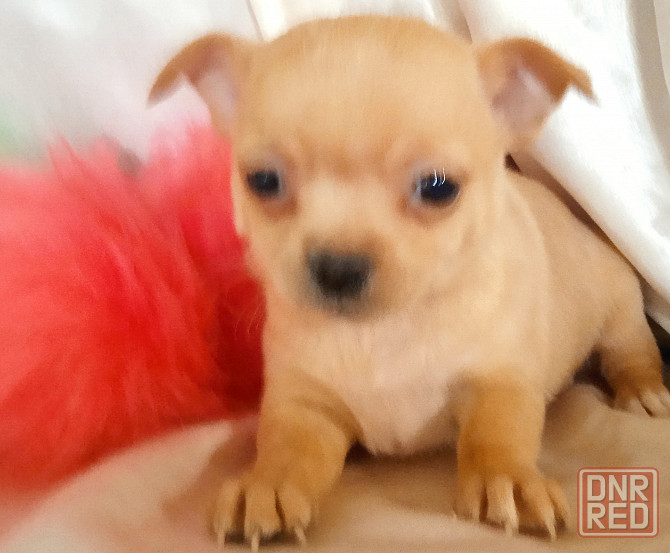 Велюровая мини Донецк - изображение 2