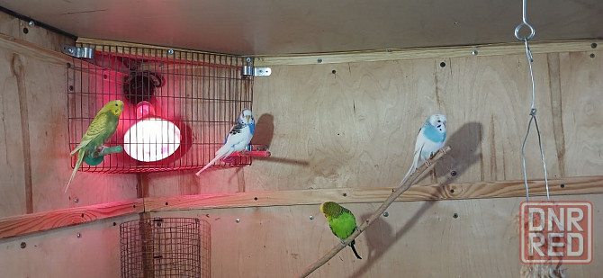 продам волнистых попугаев две пары Донецк - изображение 1