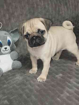 Щенки Мопс Макеевка