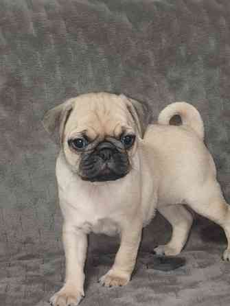 Щенки Мопс Макеевка