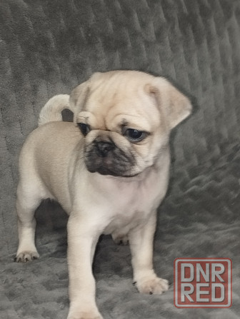 Щенки Мопс Макеевка - изображение 7