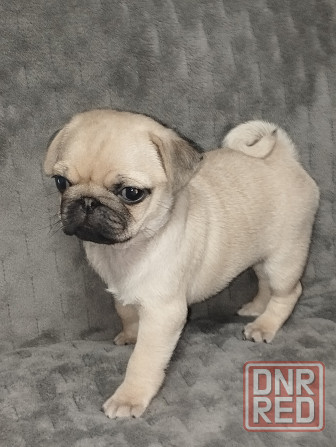 Щенки Мопс Макеевка - изображение 6