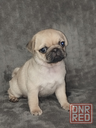 Щенки Мопс Макеевка - изображение 5